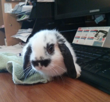 flopsy