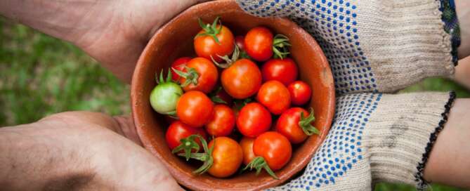 Tomatoes in bowl