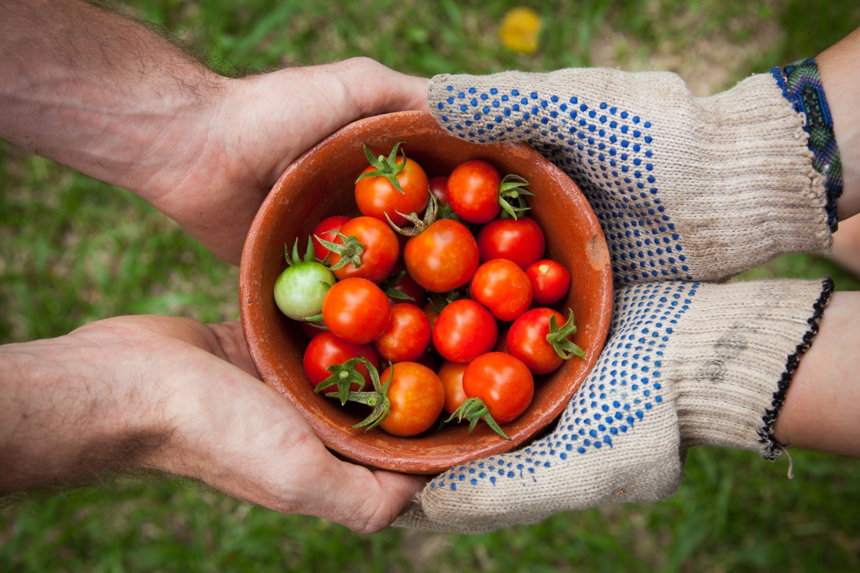 Tomatoes in bowl