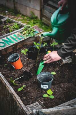 Garden, soil, vegetables