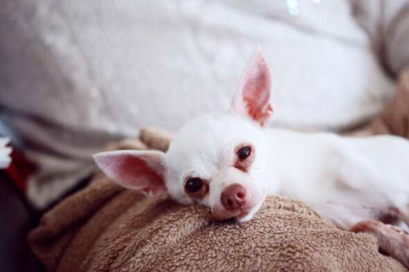 Chihuahua on lap