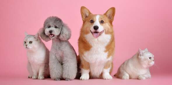 Dogs and cats