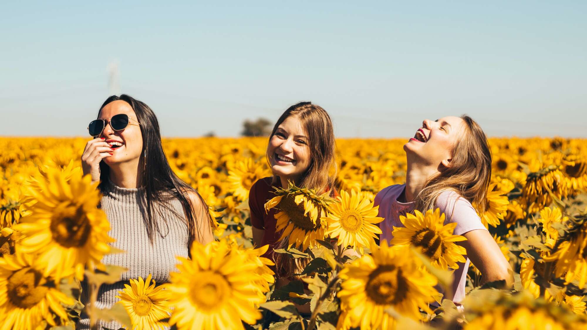3x girls in a sunflower field laughing and looking into the blue sky