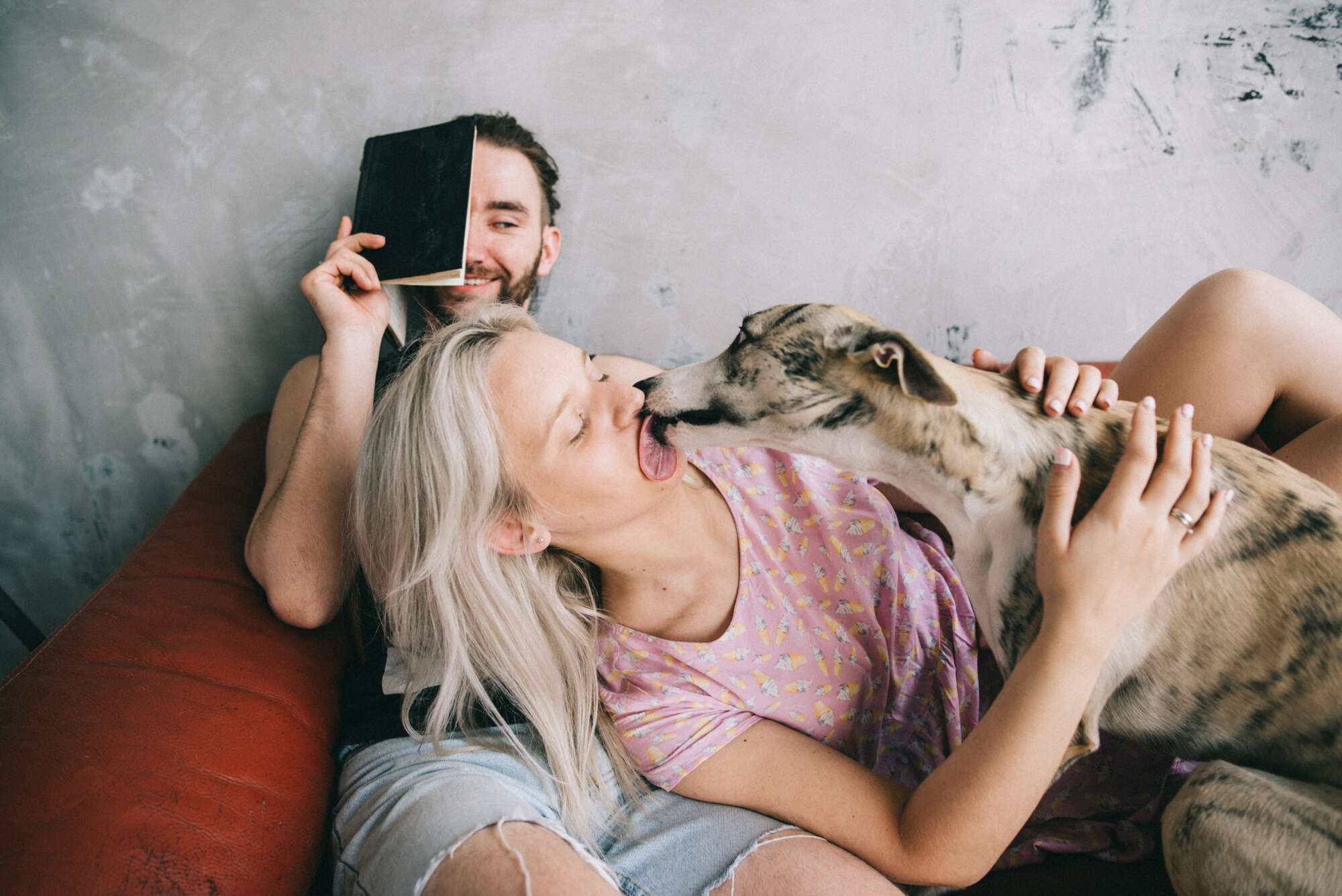 Greyhound licking a woman's face as she lay across a man reading a book